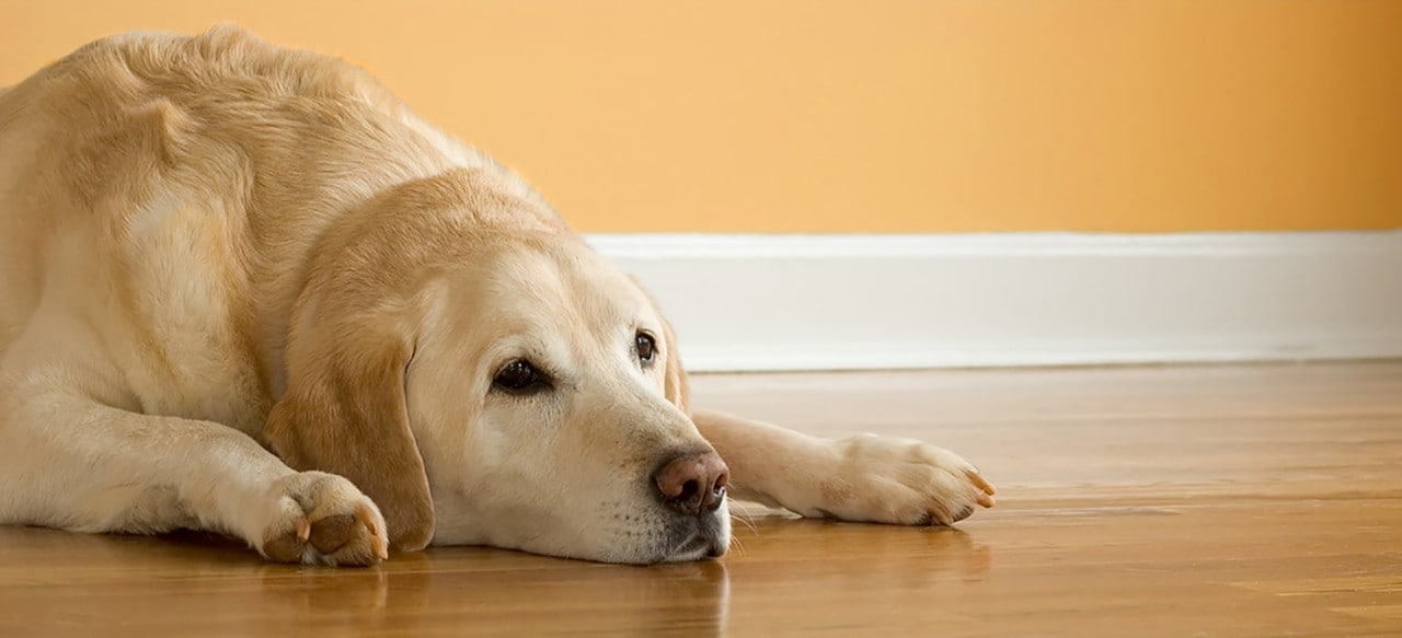 Moping golden lab dog laying on floor