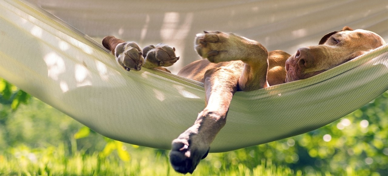 Dog sleeping in a hammock on a sunny day